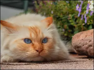 Leżący kot na kamieniach