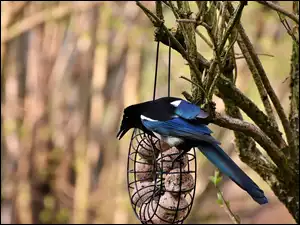 Sroka na karmniku dla ptaków