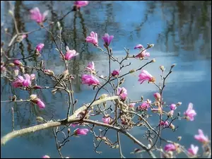 Woda, Kwiaty, Magnolia, Gałązki