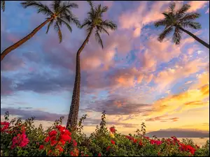 Hawaje, Wyspa Maui, Chmury, Stany Zjednoczone, Kwiaty, Palmy, Morze