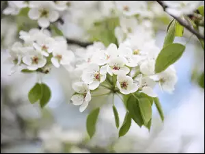 Jabłoń, Gałązka, Kwiaty, Białe, Drzewo owocowe