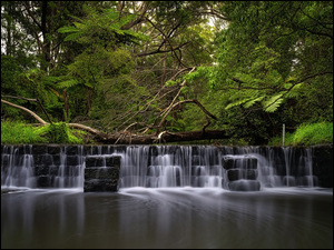 Millards Creek, Rzeka, Drzewa, Australia, Kaskada, Paproć
