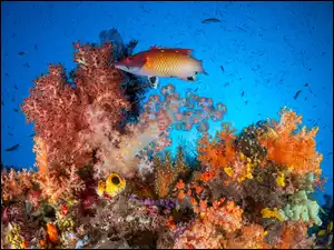 Koralowce, Rafa koralowa, Ryby
