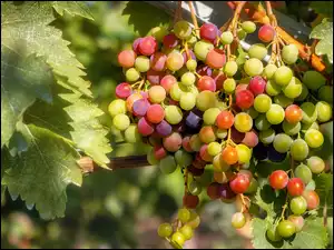 Kiście dojrzewających winogron na krzewie