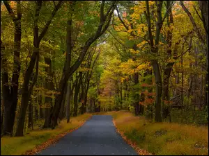 Droga, Jesień, Drzewa, Trawy, Las, Pożółkłe
