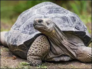 Żółw olbrzymi w zbliżeniu