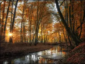 Promienie słońca w jesiennych drzewach nad leśnym strumieniem