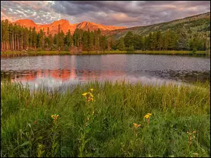 Kwiaty, Kolorado, Łąka, Góry, Drzewa, Park Narodowy Gór Skalistych, Jezioro, Stany Zjednoczone, Spraque Lake