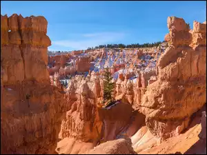 Utah, Stany Zjednoczone, Skały, Drzewo, Park Narodowy Bryce Canyon, Roślinność
