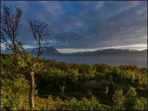 Drzewo, Norwegia, Fiord Lyngenfjorden, Góry, Krzewy