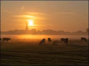 Krowy na zamglonym o zachodzie słońca pastwisku