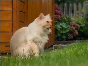 Rudawy kot obok altanki w ogrodzie