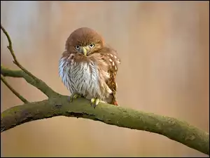 Samotny Ptak na gałęzi
