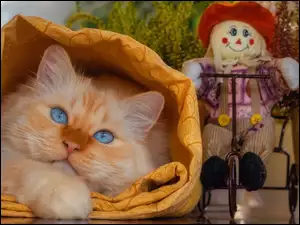 Rudawy niebieskooki kot pod kocem obok szmacianej lalki