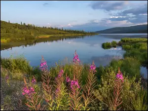 Drzewa, Alaska, Góry, Wonder Lake, Trawa, Park Narodowy Denali, Lasy, Stany Zjednoczone, Jezioro
