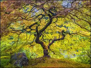 Drzewo, Kamień, Jesień, Stany Zjednoczone, Klon palmowy, Stan Oregon