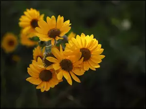 Kwiaty, Zbliżenie, Żółte