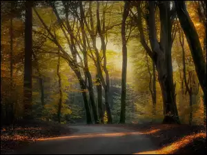 Droga pośród rozświetlonych drzew