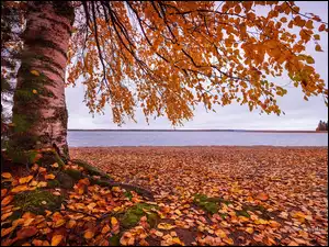Liście i jesienna brzoza na brzegu jeziora