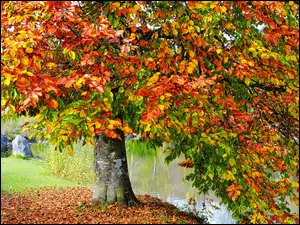 Kolorowe jesienne liście buka nad rzeką