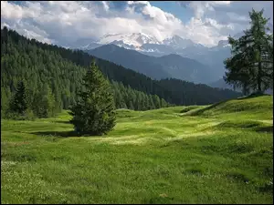 Dolomity, Góry, Łąki Armentara, Włochy, Drzewa, Trydent-Górna Adyga