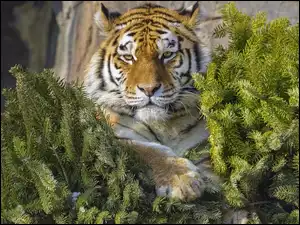 Tygrys w gałązkach świerku