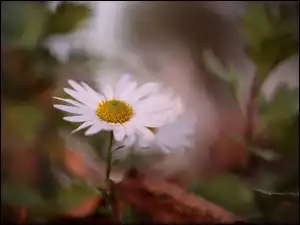 Kwiat, Biały, Aster, Jesienny