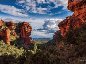 Stan Arizona, Stany Zjednoczone, Skały, Drzewa, Sedona, Formacje skalne
