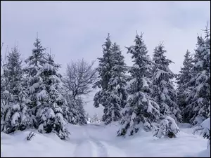 Ośnieżone drzewa i ślady w śniegu na drodze