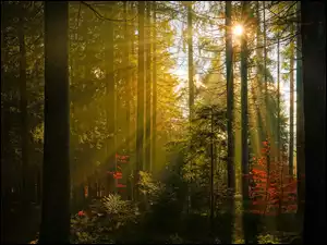 Przebijające światło, Las, Drzewa, Promienie