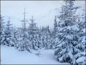 Drzewa, Las, Śnieg, Zima, Świerki, Zaspy