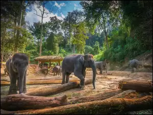 Słonie maszerujące między kłodami drzew