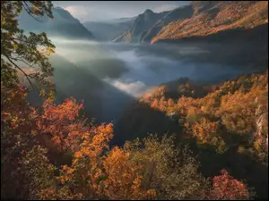 Czarnogóra, Las, Park Narodowy Durmitor, Kanion Tary, Mgła, Drzewa, Góry, Jesień, Wąwóz