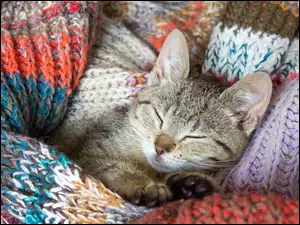Śpiący kotek w szaliku