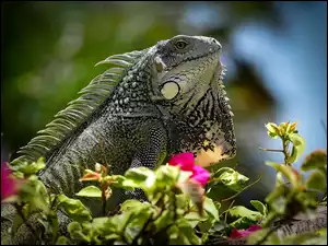 Kwiaty, Legwan zielony, Iguana, Jaszczurka