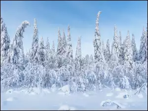 Zaśnieżone, Drzewa, Śnieg, Zima, Krzewy