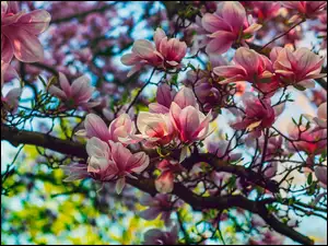 Kwitnący krzew magnolii