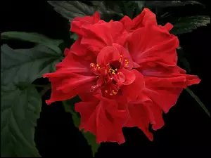 Czerwona róża chińska na ciemnym tle