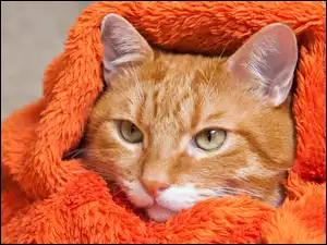 Koc, Rudy, Kot, Pomarańczowy