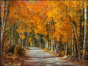 Droga, Brzozy, Jesień, Las, Drzewa