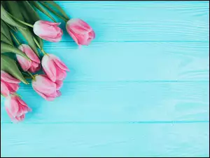 Różowe tulipany na niebieskich deskach