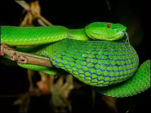 Żmija zielona, Zielony, Wąż