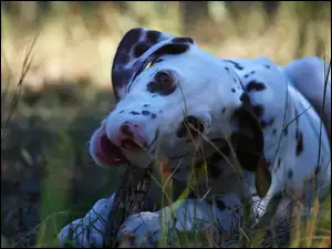 Dalmatyńczyk w trawie obgryza kawałek kory