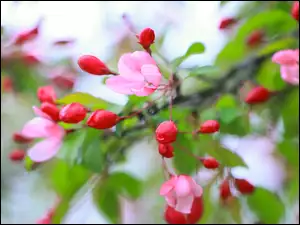 Różowe kwiaty na gałązkach drzewa owocowego