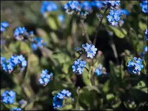 Zbliżenie, Niezapominajki, Kwiaty, Niebieskie