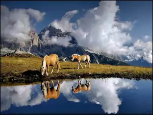 WŁochy, Konie, Alpy, Dolomity, Góry