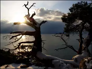 Drzewa, Zima, Jezioro