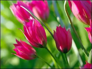 Różowe tulipany w wiosennym słońcu