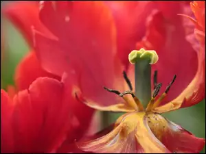 Tulipan z widocznymi pręcikami