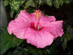 Hibiskus, Kwiat